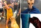 If your dog is sniffing your genital area, it means you have…